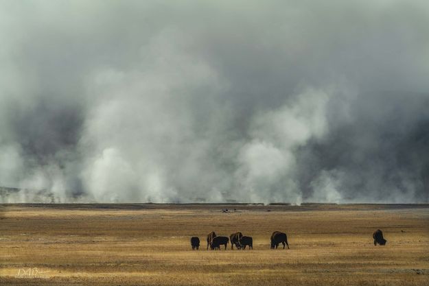 Fog Bank. Photo by Dave Bell.