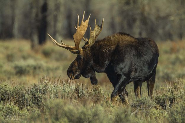 Magnificent. Photo by Dave Bell.