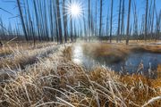 Awesome Frosty Grasses. Photo by Dave Bell.