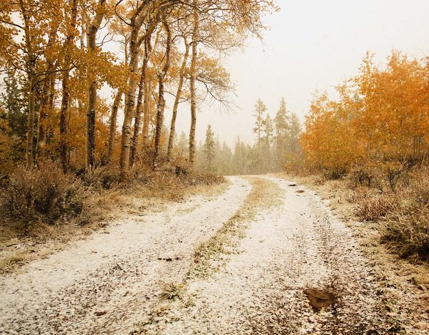 Snowy Road. Photo by Dave Bell.