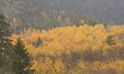 Heavy Snow Over Yellow Aspen. Photo by Dave Bell.