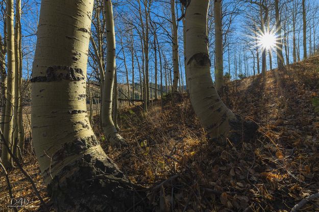 Waiting For Winter. Photo by Dave Bell.