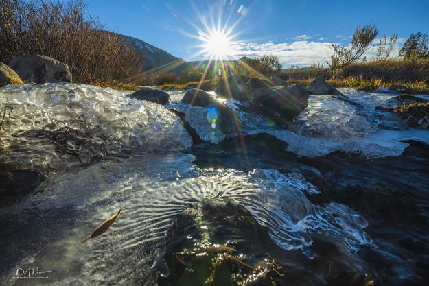 Icy Stream. Photo by Dave Bell.