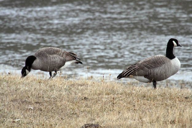 Two Geese . Photo by Dave Bell.