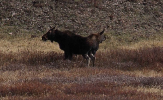 Two Moose. Photo by Dave Bell.