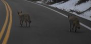 Two Coyotes. Photo by Dave Bell.