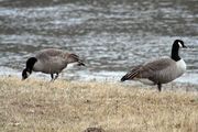 Two Geese . Photo by Dave Bell.