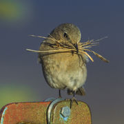 Mrs. Bluebird Working Hark. Photo by Dave Bell.