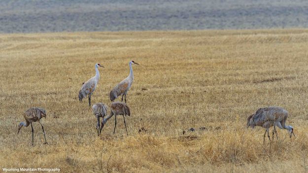 Sandhills In Farson. Photo by Dave Bell.