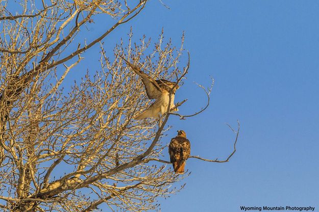 In Search Of A Better Perch. Photo by Dave Bell.