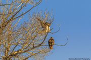 In Search Of A Better Perch. Photo by Dave Bell.