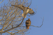 Redtail Hawk Mates. Photo by Dave Bell.