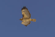 Bird Of Prey In Flight. Photo by Dave Bell.
