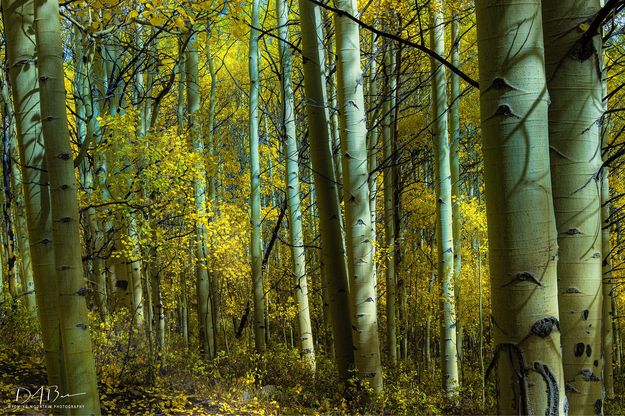 Beautiful Aspen. Photo by Dave Bell.