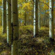 Aspen Trunks. Photo by Dave Bell.