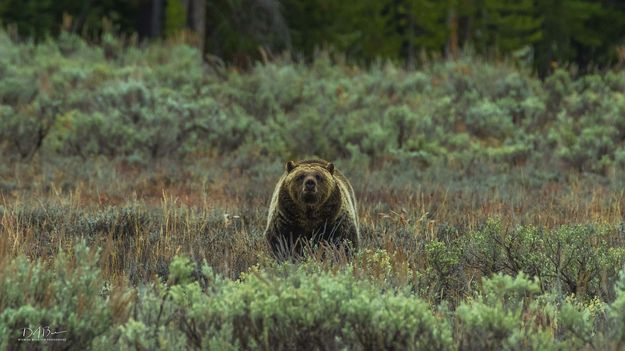 Blondies Kid. Photo by Dave Bell.