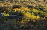 Fall Is Coming!. Photo by Dave Bell.