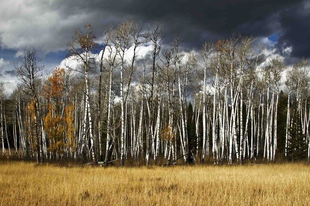 Aspen Grove. Photo by Dave Bell.