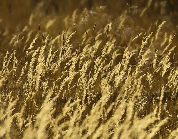 Sunny Grasses. Photo by Dave Bell.