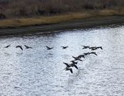 Prepare For Landing. Photo by Dave Bell.