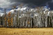 Aspen Grove. Photo by Dave Bell.