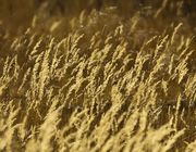 Sunny Grasses. Photo by Dave Bell.