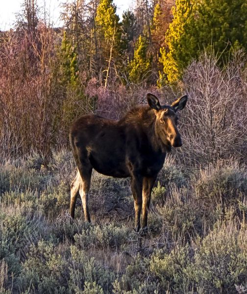CCC Ponds Moose. Photo by Dave Bell.