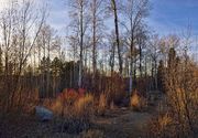 Fall Aspens. Photo by Dave Bell.