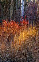 Some Color. Photo by Dave Bell.