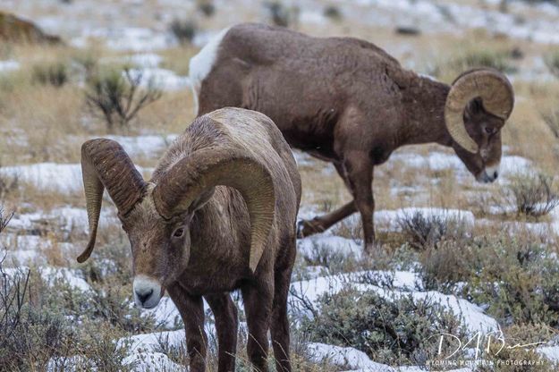 Come Closer And I Will Ram You. Photo by Dave Bell.