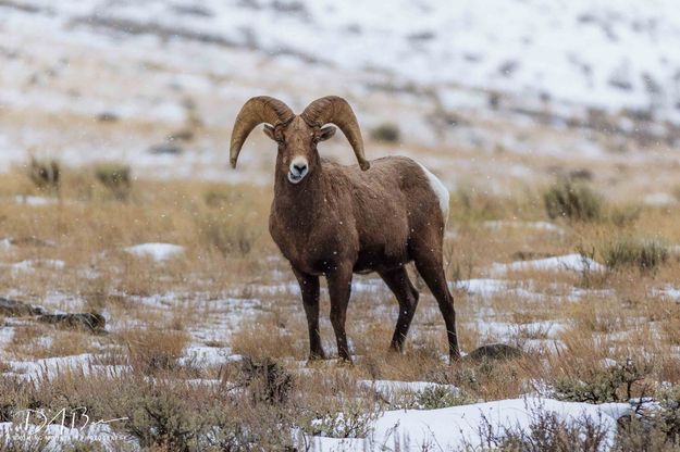 Curiosity or Annoyance. Photo by Dave Bell.