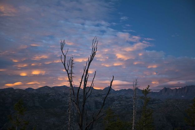 Old Snag At Upper Overlook. Photo by Dave Bell.