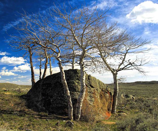 Erratic Aspen. Photo by Dave Bell.