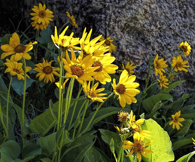 Balsam Root Blooms. Photo by Dave Bell.