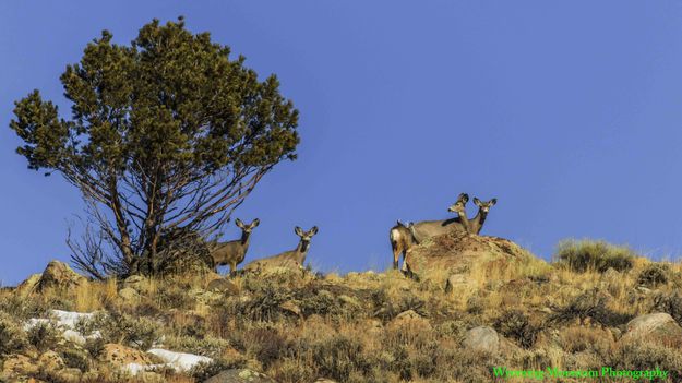 Paying Attention. Photo by Dave Bell.