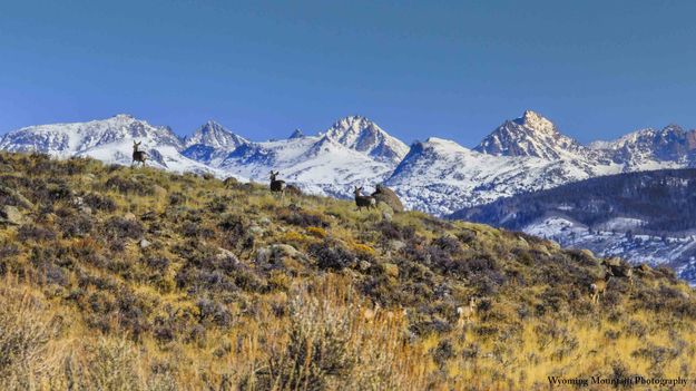 Mulies On The Move. Photo by Dave Bell.