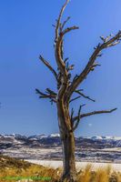 Old Snag. Photo by Dave Bell.