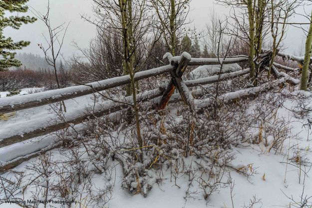 Snowy At New Fork Lake. Photo by Dave Bell.