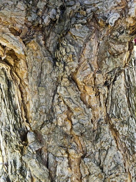 Bark Texture. Photo by Dave Bell.