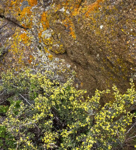 Blooming Potentilla. Photo by Dave Bell.