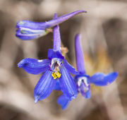 Early Blue Violet. Photo by Dave Bell.