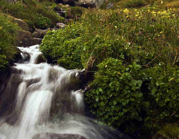 Mountain Cascade And Flowers. Photo by Dave Bell.