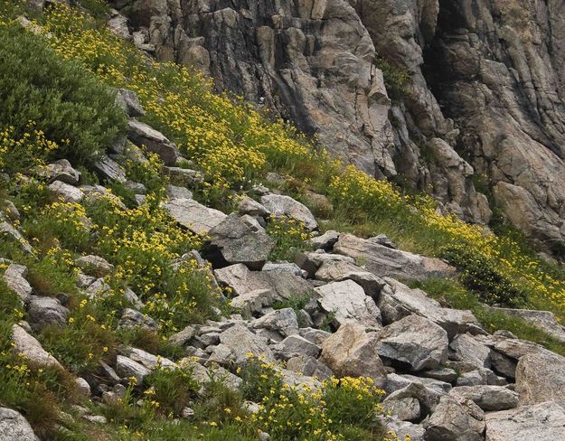 Mountain Flowers. Photo by Dave Bell.