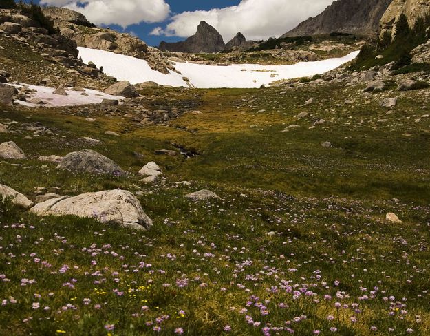 Mountain Flowers At 10,828' Baptiste Lake. Photo by Dave Bell.