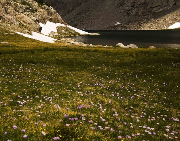 Baptiste Lake Flowers. Photo by Dave Bell.