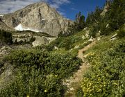 Flowers Along Washakie Pass Trail. Photo by Dave Bell.