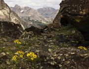 High Altitude Flowers On 12,193' Bernard Peak. Photo by Dave Bell.