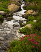 Purple Flowers Along Washakie Creek. Photo by Dave Bell.