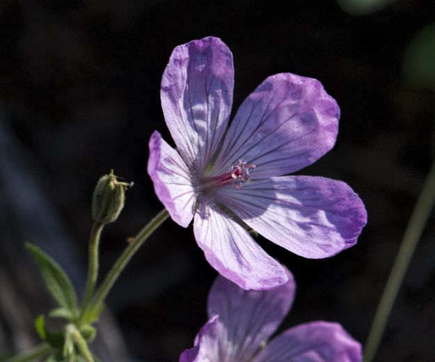 Beautiful Color. Photo by Dave Bell.