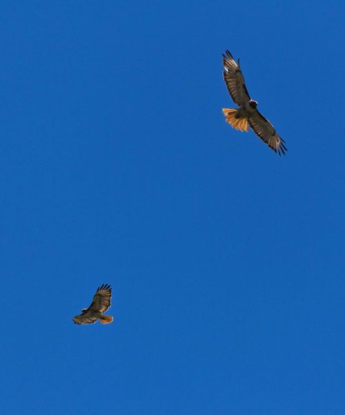 Mates For Life In Flight. Photo by Dave Bell.